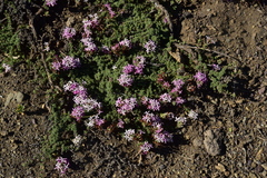 Junellia tridactylites