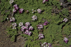 Junellia tridactylites