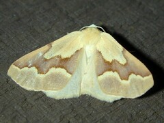 Sabulodes edwardsata