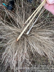 Tripsacum dactyloides