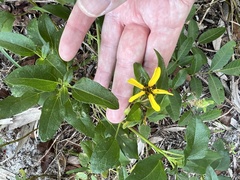 Helianthus debilis