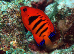 Centropyge loriculus