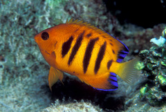 Centropyge loriculus