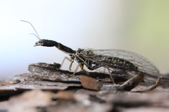Raphidia