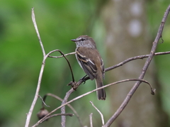 Myiophobus crypterythrus