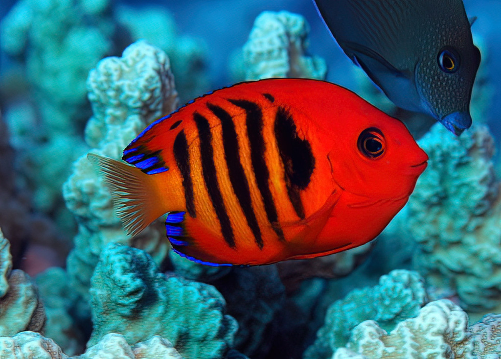 Flame angelfish (Centropyge loriculus) — Pomacanthidae