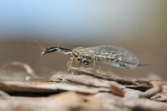 Raphidia