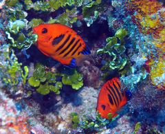 Centropyge loriculus