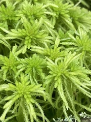 Sphagnum teres