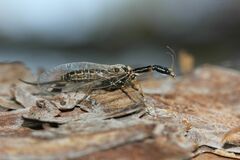 Raphidia