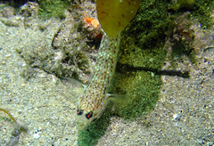 Istigobius hoesei