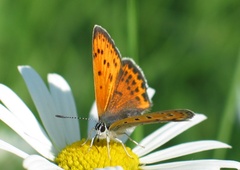 Lycaena thersamon