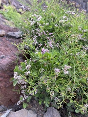 Limonium braunii
