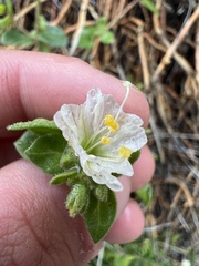 Mirabilis tenuiloba
