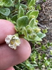 Mirabilis tenuiloba