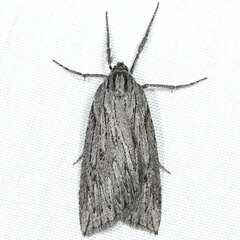 Parexcelsa ultraria