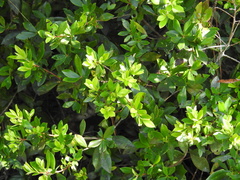 Cliftonia monophylla