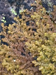 Ptilidium pulcherrimum