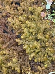 Ptilidium pulcherrimum