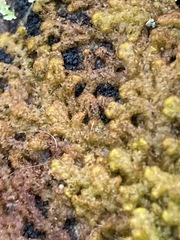 Ptilidium pulcherrimum