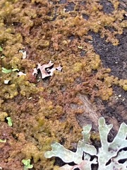 Ptilidium pulcherrimum