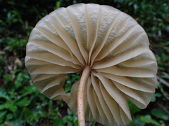 Marasmius maximus