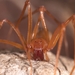 Trogloraptoridae - Photo (c) 
Griswold, Charles; Audisio, Tracy; Ledford, Joel, algunos derechos reservados (CC BY)