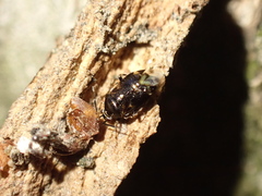 Deraeocoris nebulosus
