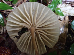 Marasmius maximus
