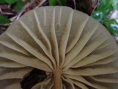 Marasmius maximus