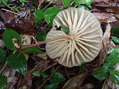 Marasmius maximus