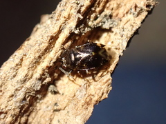 Deraeocoris nebulosus