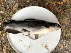 Ameiurus catus