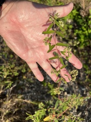Euphorbia lasiocarpa