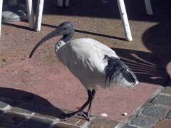 Threskiornis molucca