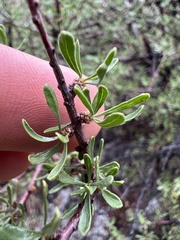 Prunus fasciculata