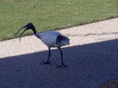 Threskiornis molucca