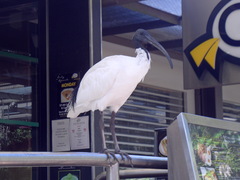 Threskiornis molucca