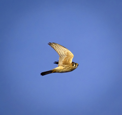 Falco sparverius