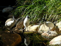 Threskiornis molucca