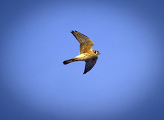 Falco sparverius