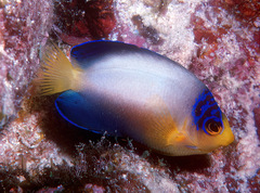 Centropyge multicolor