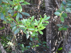 Cliftonia monophylla