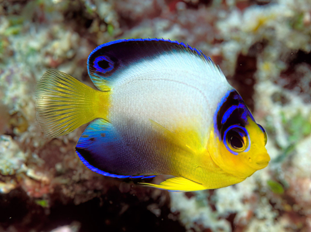 Multicolor Angelfish