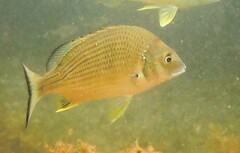 Acanthopagrus australis