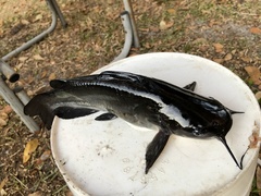 Ameiurus catus