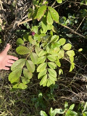 Spathodea campanulata