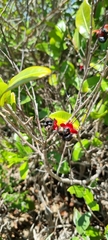 Ochna serrulata