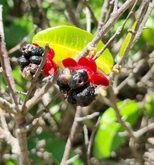 Ochna serrulata