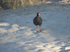 Gallinula tenebrosa